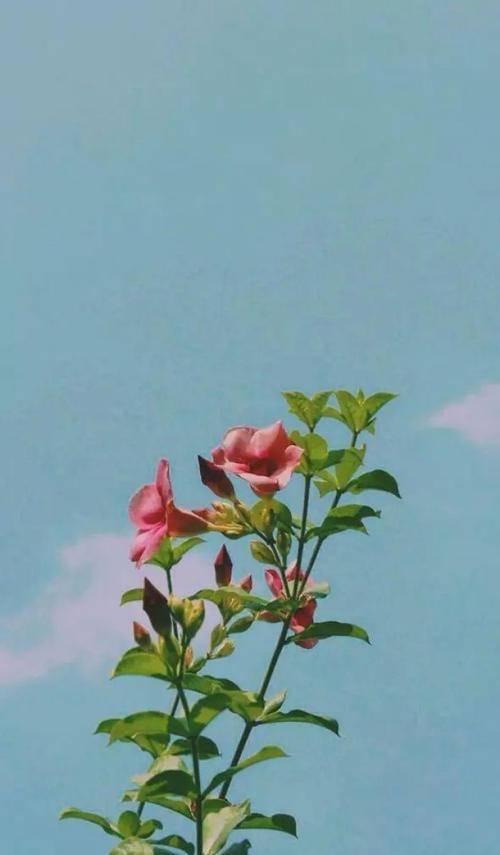 积极明亮的晨间话语,写在时间的扉页上,鼓励自己_生活_人生_世界