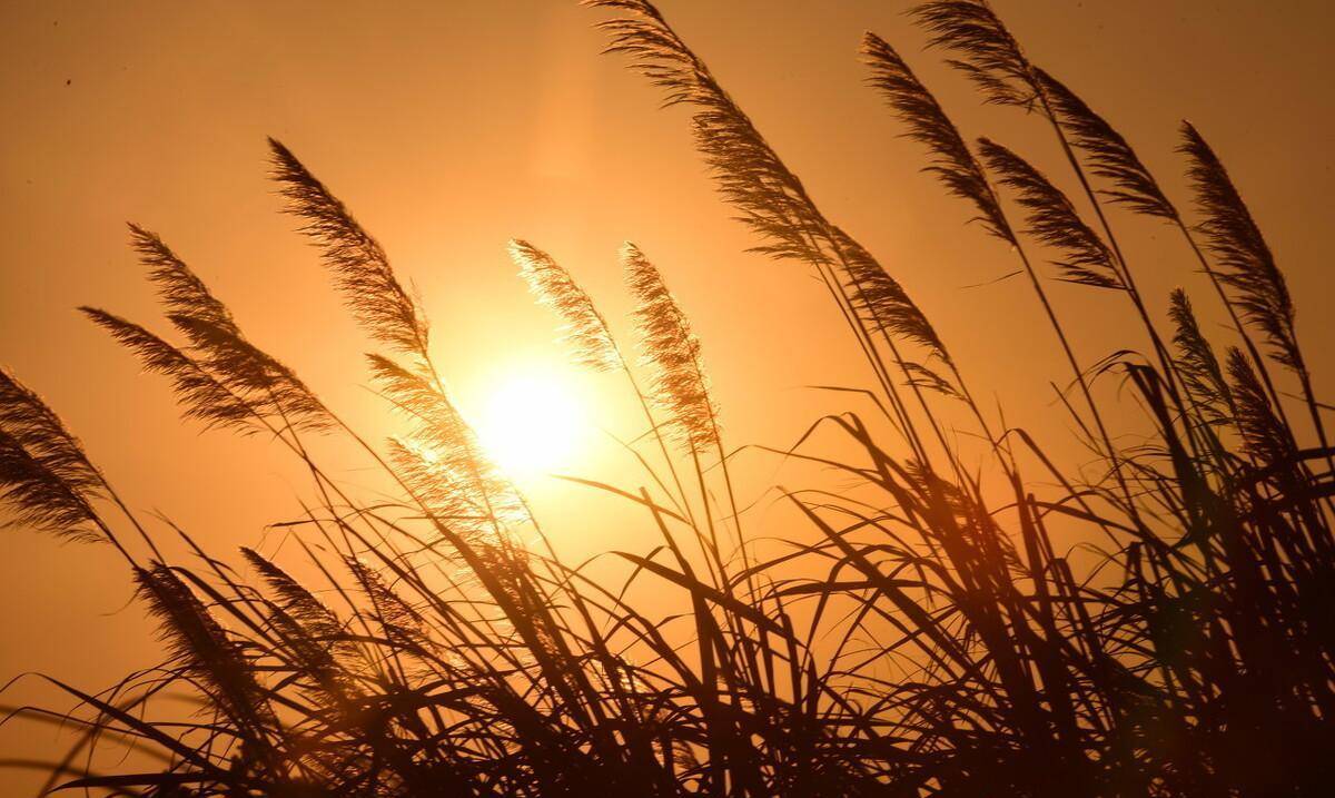 离离原上草,一岁一枯荣,离离是什么意思,有多少人被问蒙圈了?