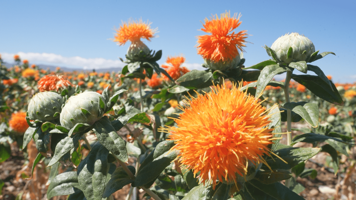 吉木乃县红花丰收采摘忙 村民增收乐开花_托斯特乡_种植_劳动力