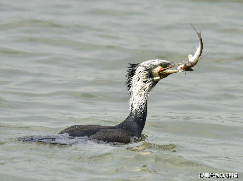 22个动物死亡瞬间的绝望景象,绝望的自然铁律_鳄鱼_斑马_命运