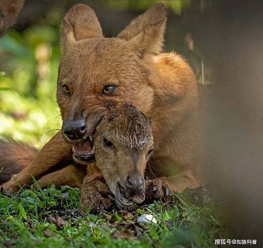 22个动物死亡瞬间的绝望景象,绝望的自然铁律_鳄鱼_斑马_命运