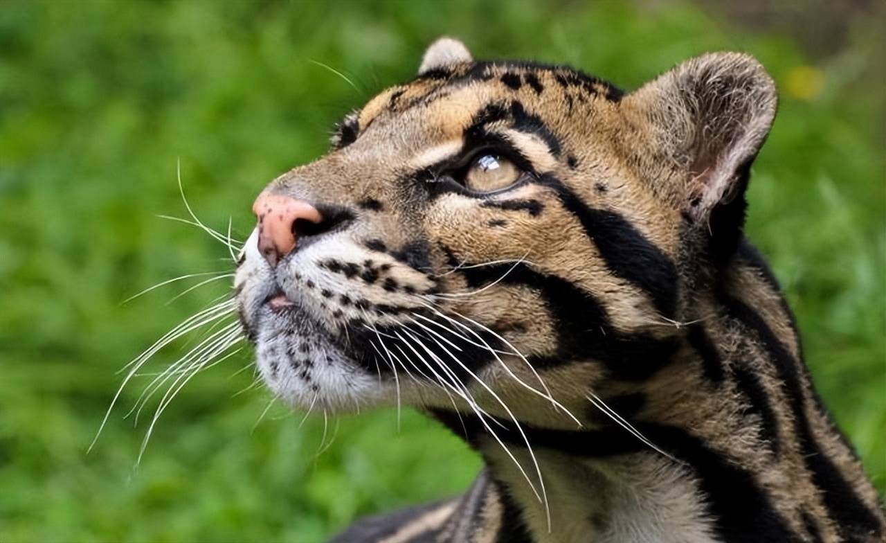 黄山出现珍稀云豹?体型硕大,山间自如跳跃,对游客会有威胁吗?