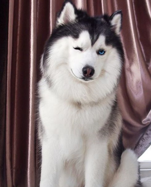 maru虽然是一只哈士奇,却不像同类一样无下限犯蠢,偶像包袱还是很重的