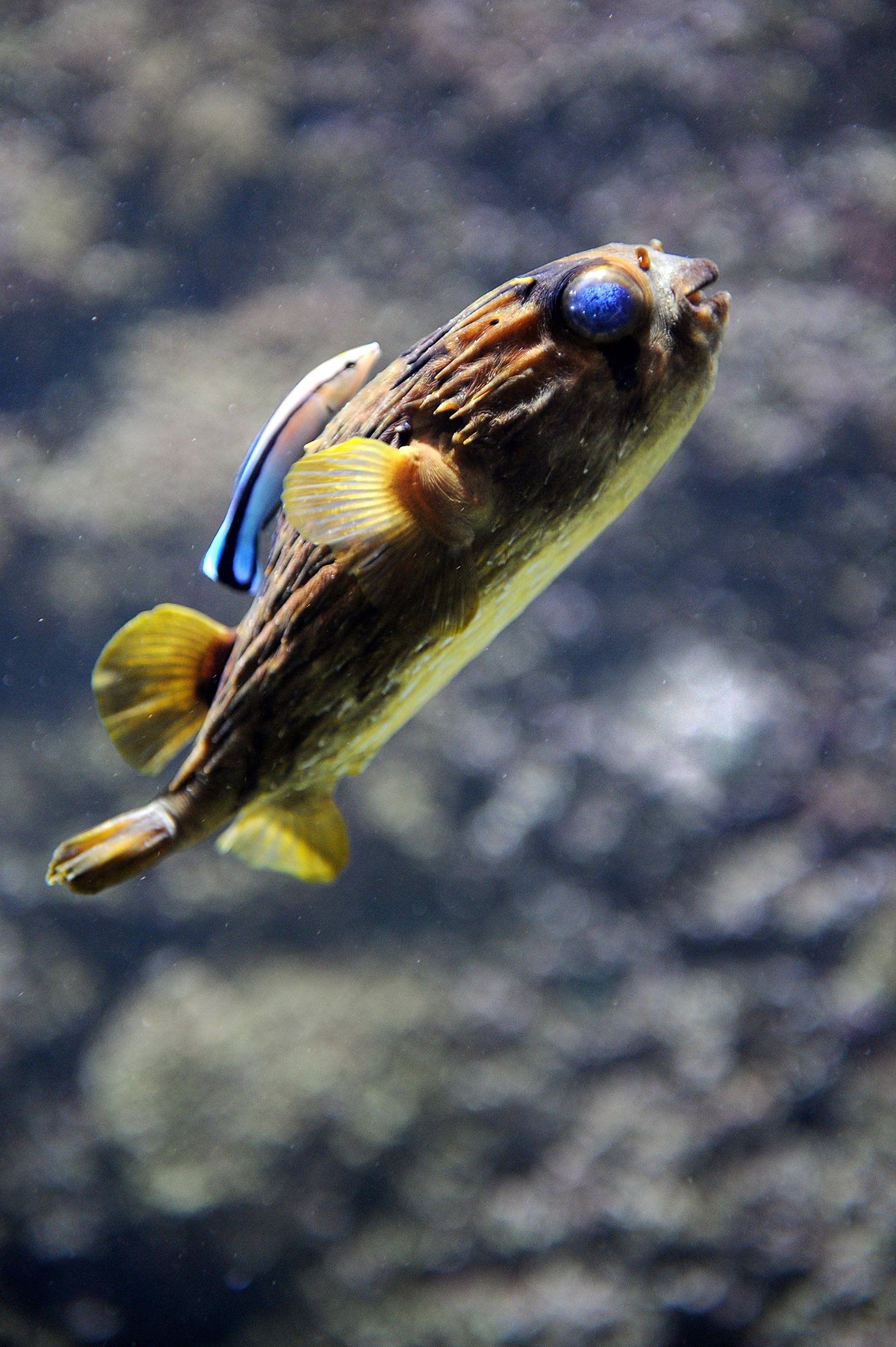 沙迦水族馆与海事博物馆一票两馆超划算