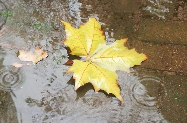 陶渊明后代的一首《秋暮遣怀》,秋雨秋风愁煞人,寒宵独坐心如捣_利名