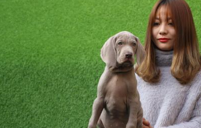 此犬是德国除罗威纳,杜宾犬,德牧之外第四大优秀猎犬,能力出众_威玛