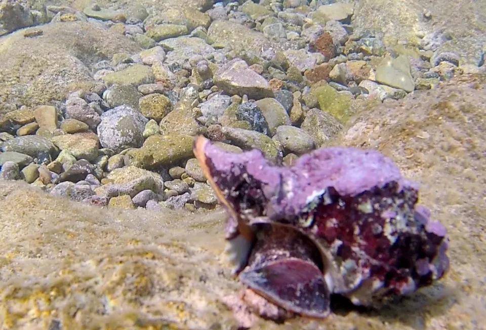 "红得发紫"背后的秘密,古代紫色为何这么这么这么稀缺_西方_染料_紫螺