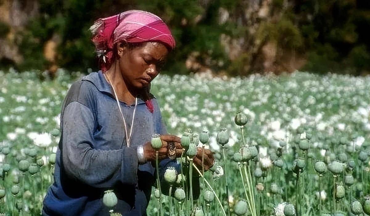 金三角毒枭—坤沙 之 缅甸小土司(一)_鸦片_林塔_女儿