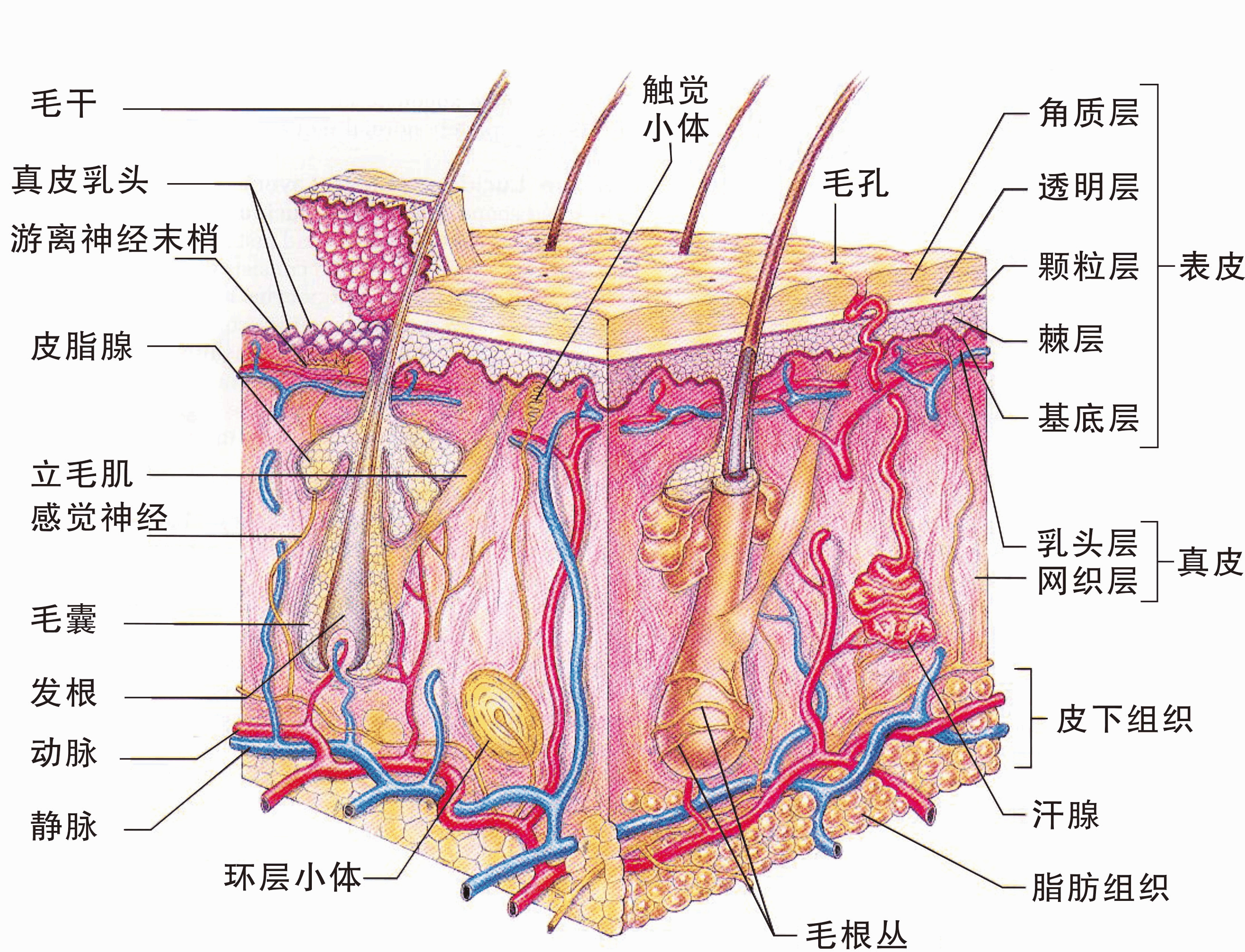 皮肤由表皮,真皮和皮下组织构成,表皮和真皮之间由基底膜带相连接