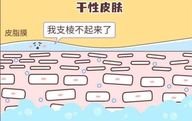 而女性激素则抑制皮脂腺分泌,导致女性皮肤相对较为干燥.