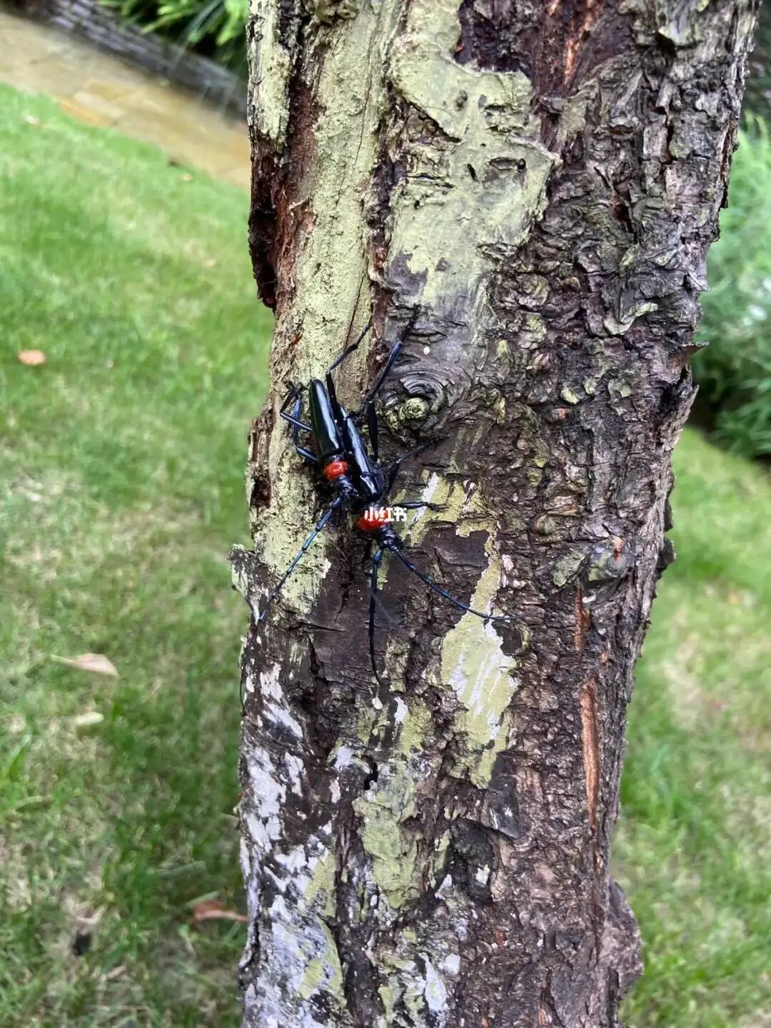 防治桃红颈天牛,这些综合技术必须掌握!