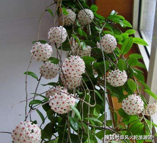 球兰开花拳头大,修剪时注意"位置",剪错了只长叶开花无望_兰花_花盆