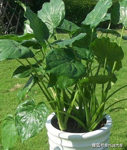 滴水观音有毒不敢养,那就水培芋头!