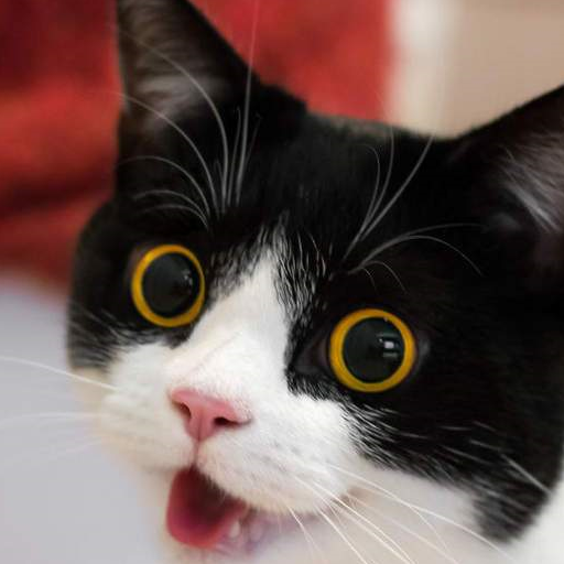 影帝级别的牛奶猫,两只圆圆的大眼睛,随手照一张都是表情包
