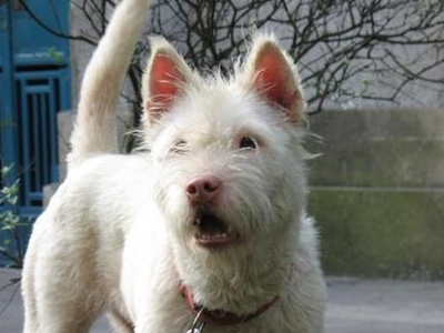 我国名犬下司犬现如今有多少人知道呢?如今却有价无市_世界_纯种_主人