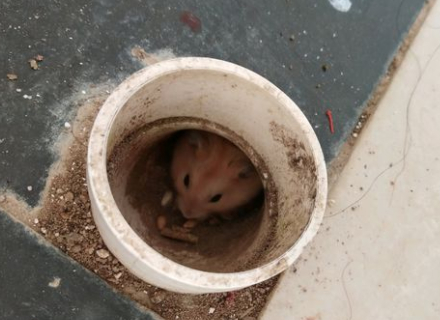仓鼠躲在家里的空置水管中,吓了鼠友一大跳,这可怎么办?