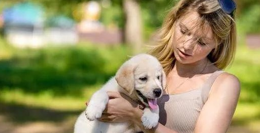 养大狗好还是小狗好,看完这7点对比,你就有答案了!_主人_狗狗_训练