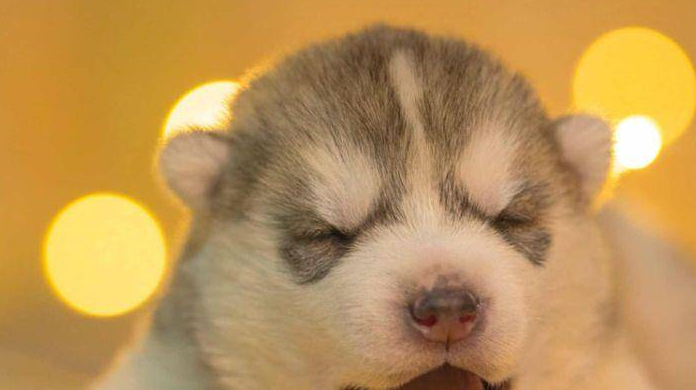 养了一只小二哈,本想让它跟孩子做个伴,一年后孩子学会了拆家_宝宝