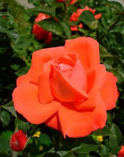 简短而深刻的情感句子，优美有内涵，每句话都描述着人生