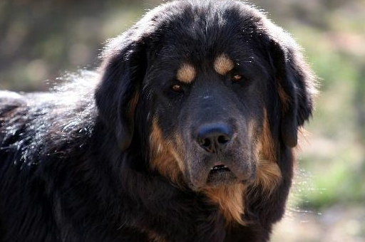 古老而又凶猛的"哮天犬"——藏獒_保护_世界_鬃毛