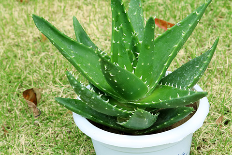 芦荟你只知道美容养颜?