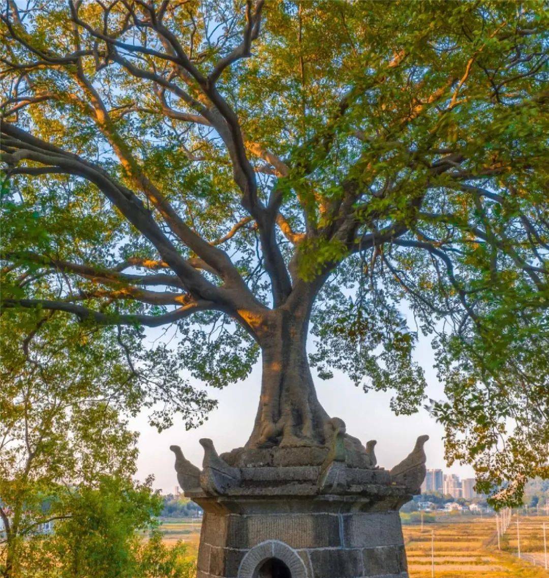 在惜字塔的塔顶,耸立着一棵枝叶繁茂的朴树.它高约7米,胸径0.
