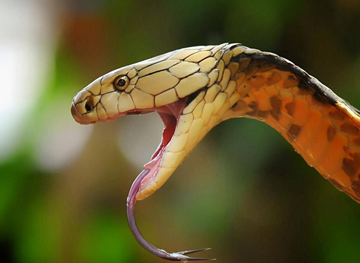 寻淮洲一看就知道,这是一条眼镜蛇,或许是被激烈的枪炮声惊动了,在