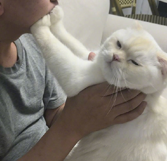 喵星人拒绝主人亲近,全身每一根毛都散发着:莫挨老子_猫咪_小哥_宠物