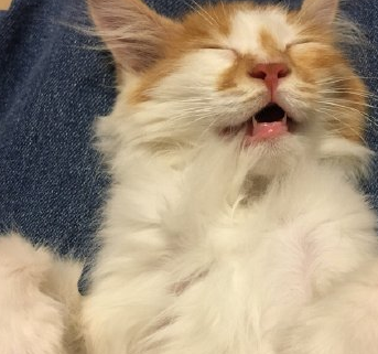 这位网友家里的暹罗睡着以后的表情莫名有点像在嗯粑粑?