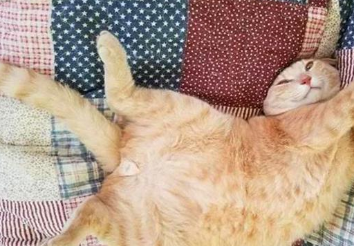 主人将瘦小橘猫交给奶奶,不想短短三个月,“橘猪”已收获啤酒肚 主人将瘦小橘猫交给奶奶,不想短短三个月,“橘猪”已收获啤酒肚