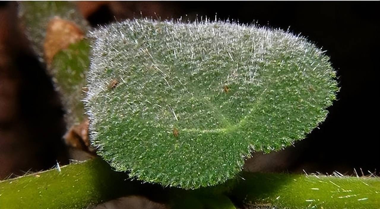 网络食物链的关键物种金皮树是食物链中的关键物种