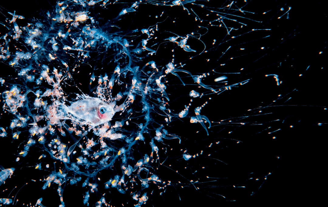 一人:他花8年拍下绝美影像,很多是人类第一次见到_水母_海域_浮游生物