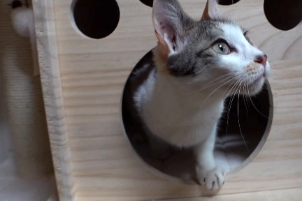 三花猫连续一年在铲屎官头上“撒尿”,得知原因后主人惭愧不已 三花猫连续一年在铲屎官头上“撒尿”,得知原因后主人惭愧不已