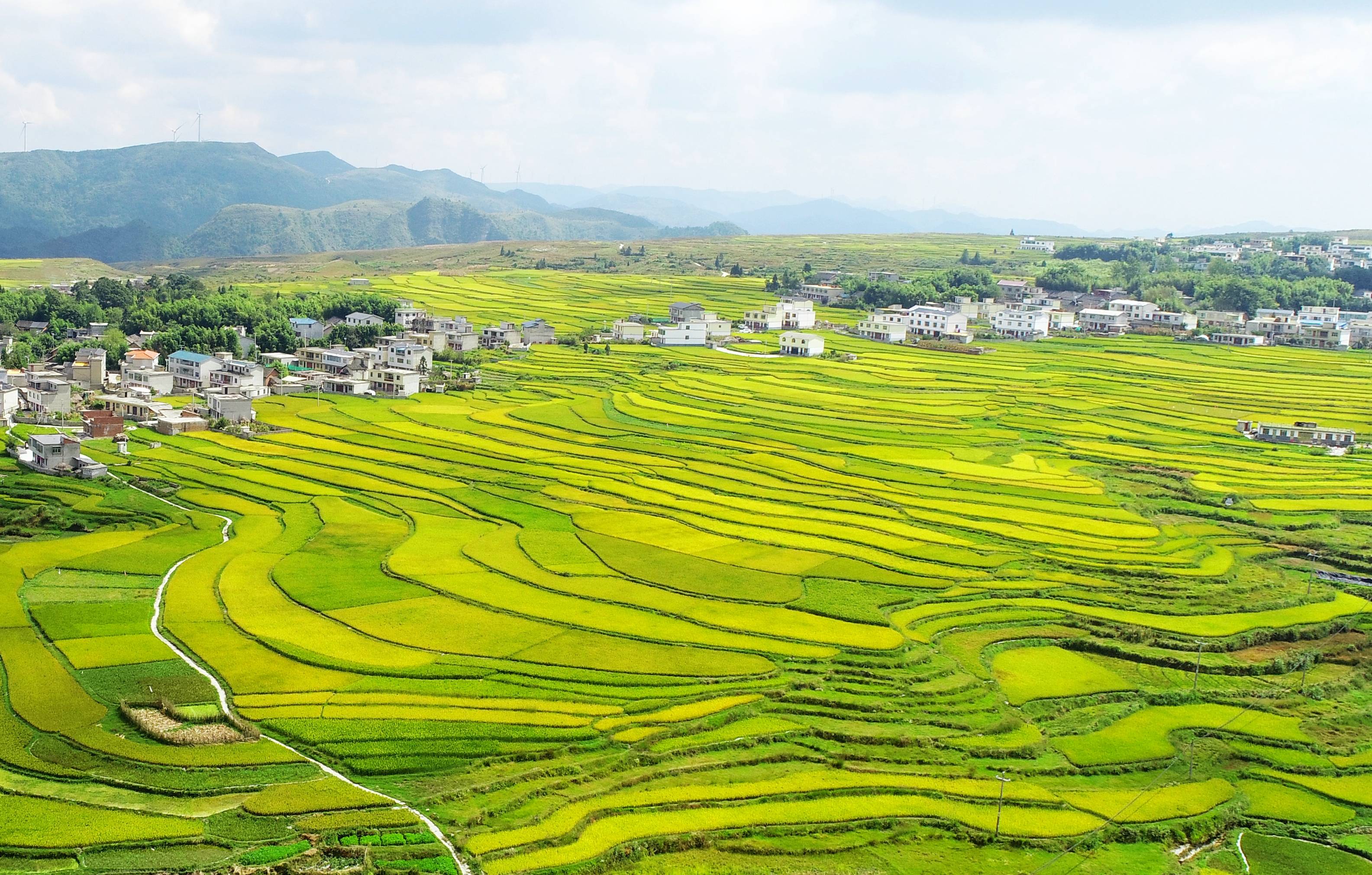 贵阳高坡梯田打翻了秋天的调色盘!_花溪区_贵州省_秋十