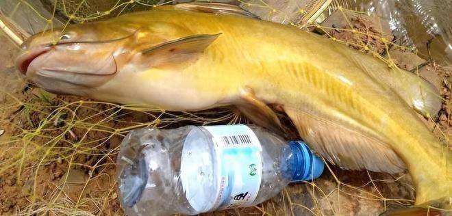 不过要注意,长江里的牛尾巴与黄河里的牛尾巴不是一种鱼