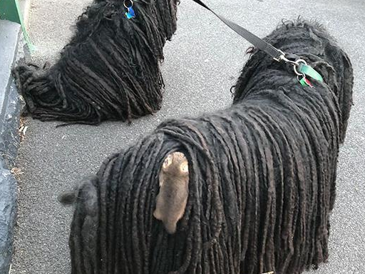 带狗狗散步，主人回家发现有萌物挂上面