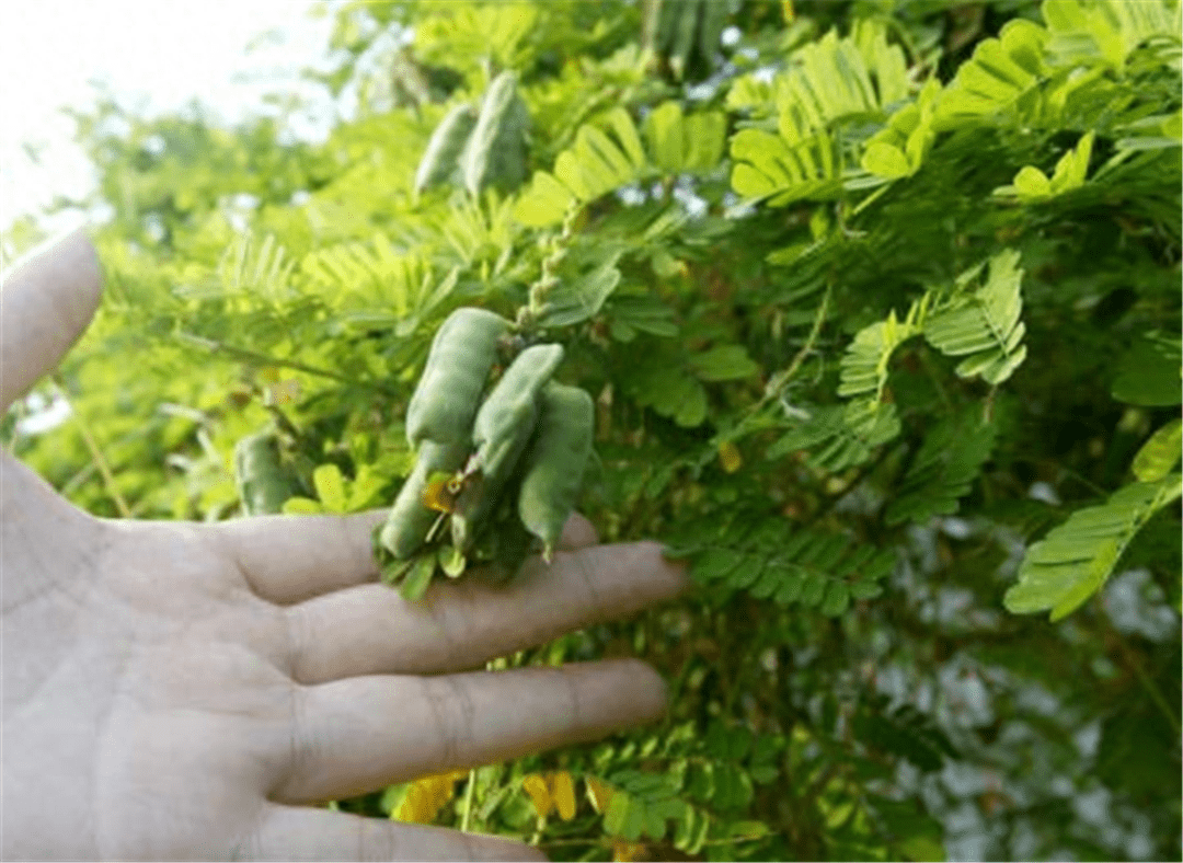 广州称猪腰子草,南宁叫赶湿草,藤和叶是煲汤良方,但是种子有毒_相思子