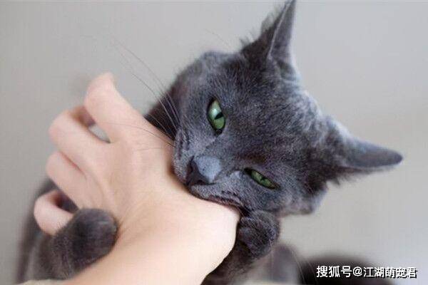 猫咪喜欢咬手脚？这几个原因，养猫人必须知道