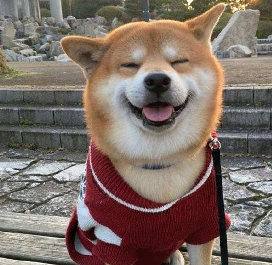 柴犬,开心到眼睛眯成一条缝,让人忍不住揪它的小肥脸_亨利_笑容_表情