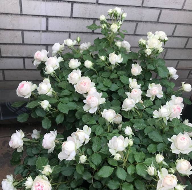 夏天,给月季换个"发型",开花的确行_修剪_花友_时候