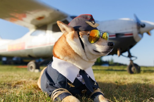 柴犬的性格很温顺,是一种比较忠厚老实的狗,非常忠实,比较服从主人的