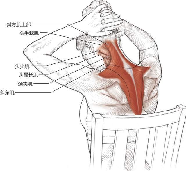 如何拯救你的上斜方肌?纠正驼背,缓解斜方肌肥厚,上背痛等问题
