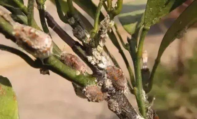 柑橘9月蚧壳虫危害猖獗，怎么做才能将其拿下？这里有技巧！_搜狐网