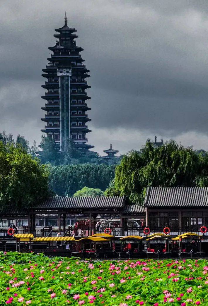 微山岛景区(畅游铁道游击队纪念园,微子林,微子文化苑,微山湖荷园)