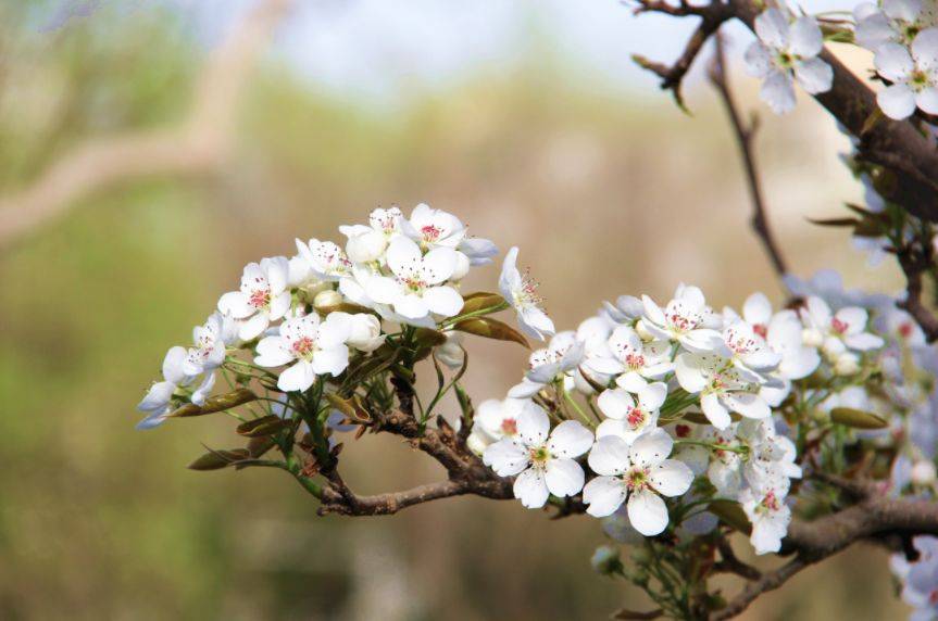库尔勒香梨:风味独特的甜蜜诱惑_梨花_母梨_小城