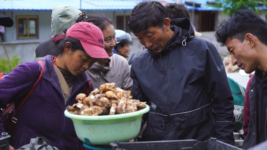 嘉黎县尼屋乡:松茸长出致富路_那曲_经济_交通