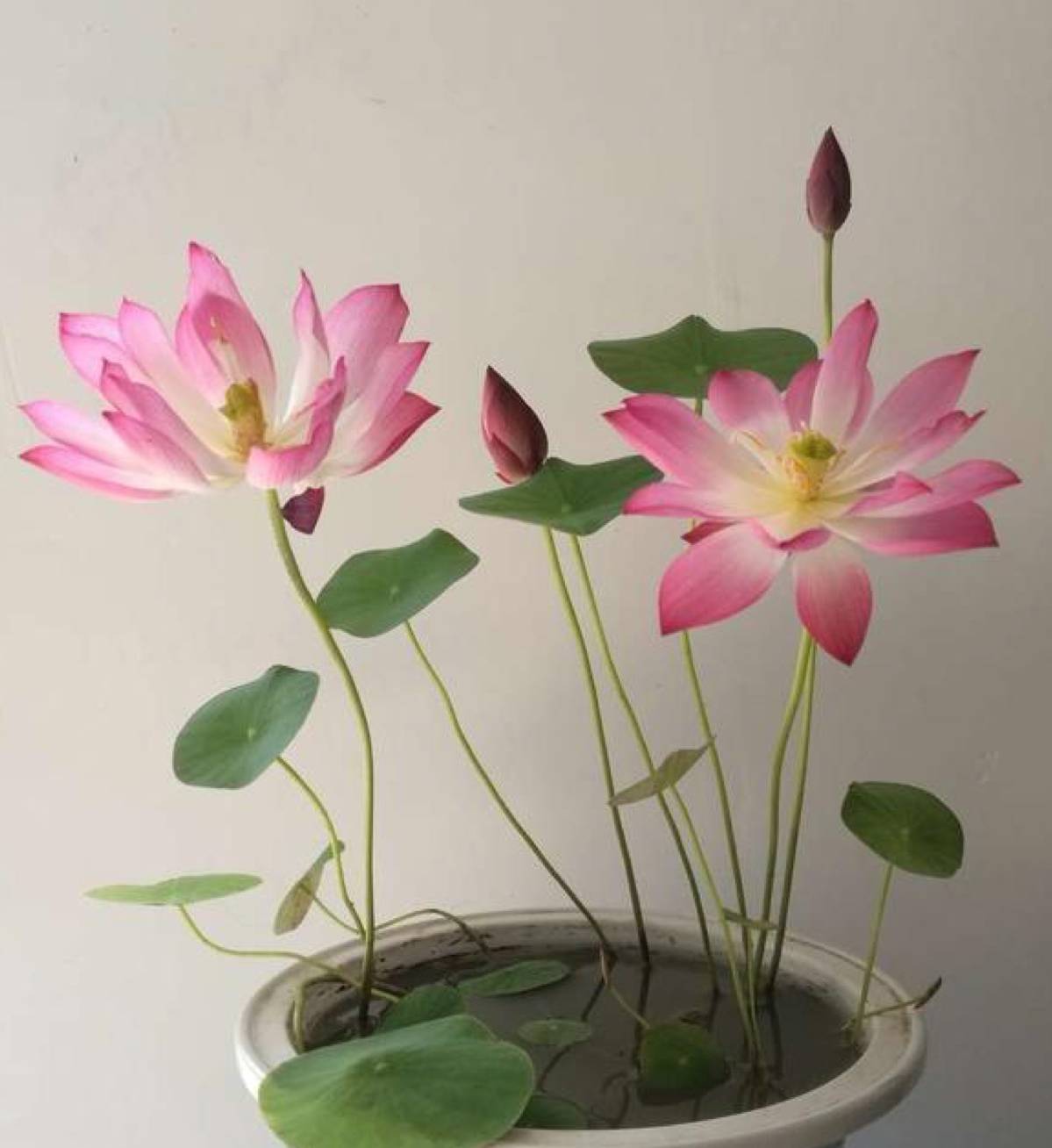 碗莲种下的第一年里,会有小的藕长出来,这些藕节是开花的关键,分生的