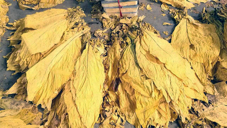 使用热泵烘干机烤坏烟叶的5种常见原因及解决措施