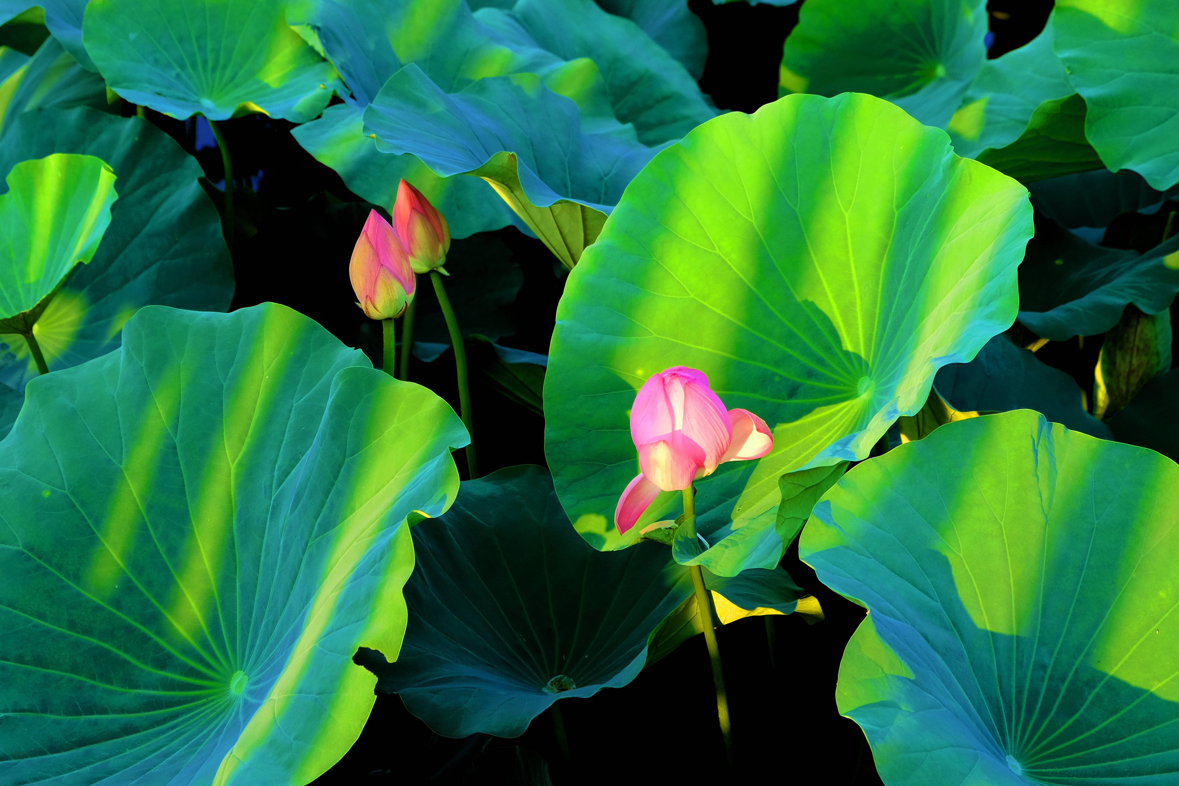 "接天莲叶无穷碧,映日荷花别样红",此时观景尚且不晚_荷叶_荷塘_阳光