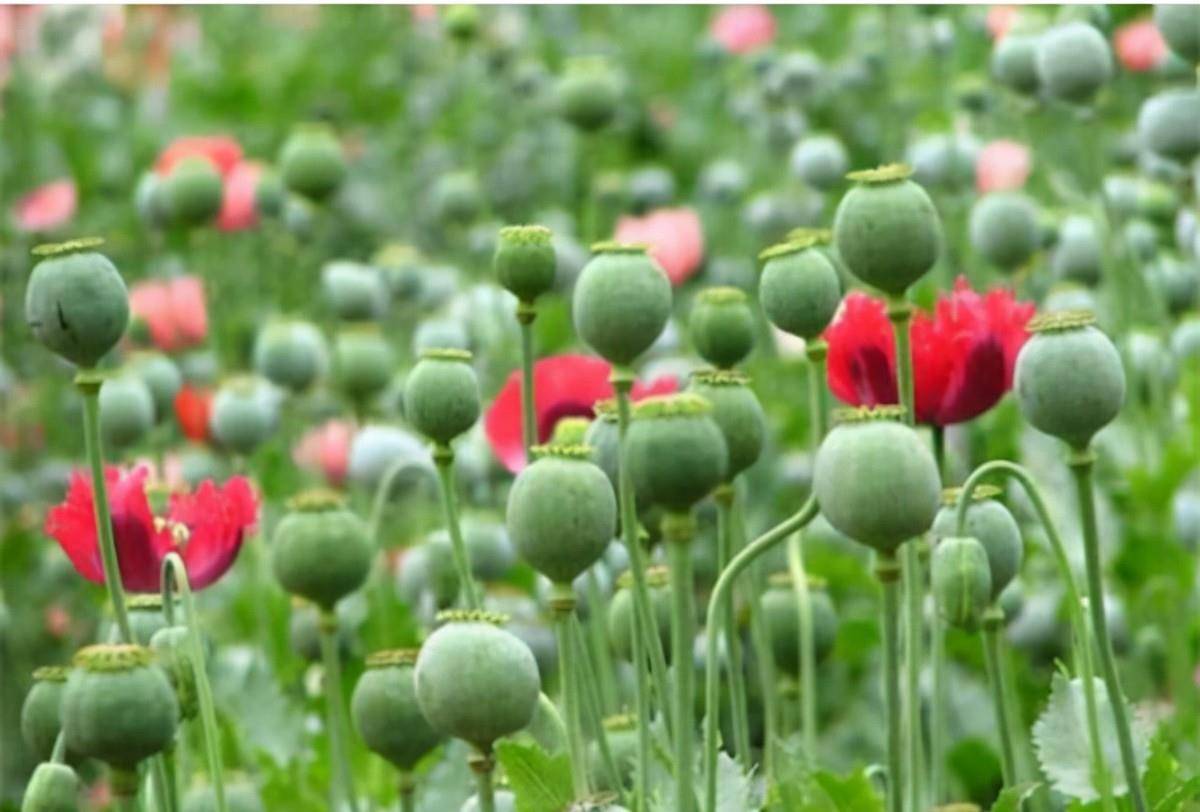 特殊的农民,种植的东西很多人都认识_罂粟_鸦片_国家